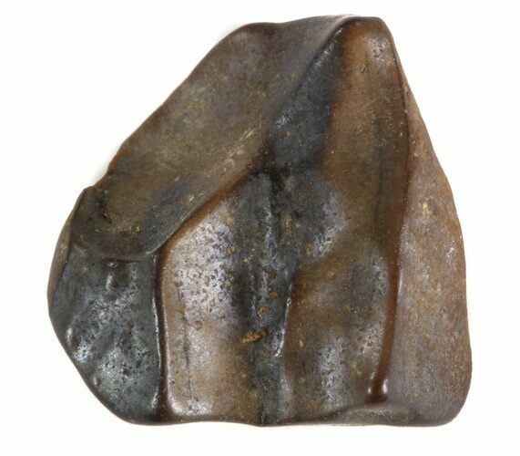 Triceratops Shed Tooth - Montana #41255